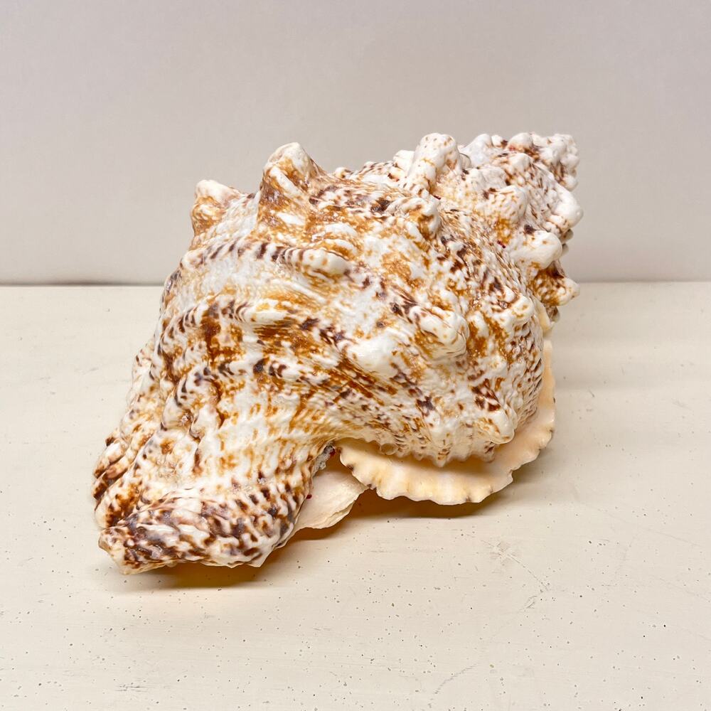 Giant Frog Seashells Bursa Bubo Shell Beach
